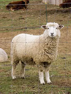 Herbivorous: Domestic mixed-breed dairy sheep
