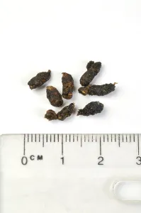 Rule: Domestic Mouse droppings - With measurement rule