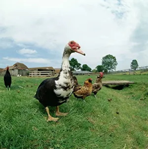 Muscovy: Domestic Muscovy DUCKS in farmyard