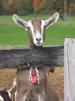 Hircus: Domestic Nubian dairy goat