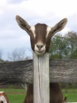Hircus: Domestic Nubian dairy goat