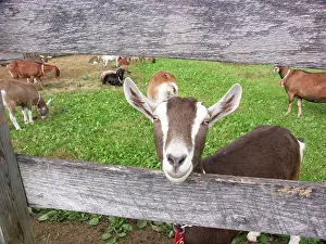 Hircus: Domestic Nubian dairy goat