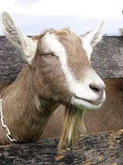 Hircus: Domestic Nubian dairy goat
