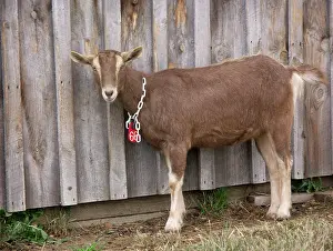 Hircus: Domestic Nubian dairy goat