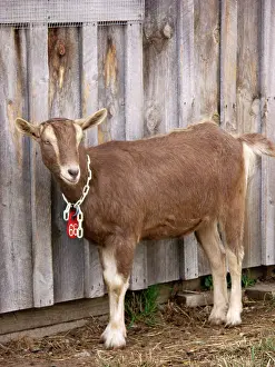 Hircus: Domestic Nubian dairy goat