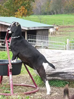 Hircus: Domestic Nubian dairy goat