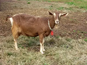 Hircus: Domestic Nubian dairy goat