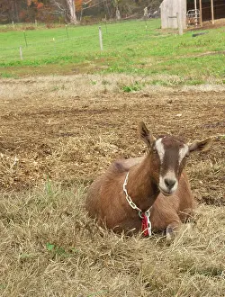 Hircus: Domestic Nubian dairy goat