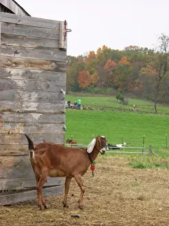 Hircus: Domestic Nubian dairy goat