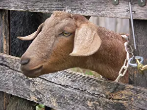 Hircus: Domestic Nubian dairy goat
