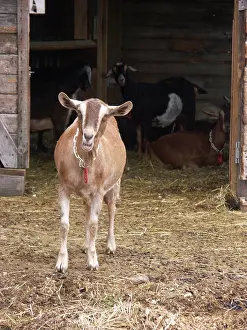 Hircus: Domestic Nubian dairy goat