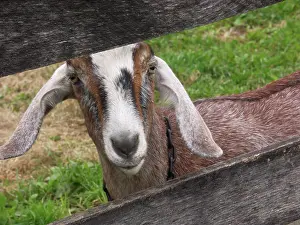 Hircus: Domestic Nubian dairy goat