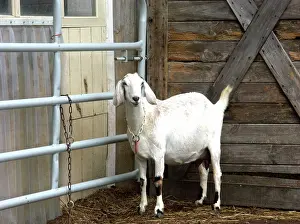 Hircus: Domestic Nubian dairy goat