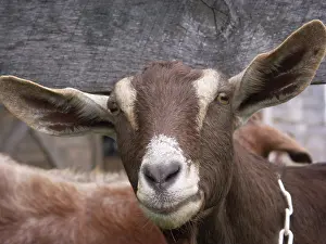 Hircus: Domestic Nubian dairy goat