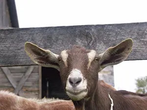 Hircus: Domestic Nubian dairy goat