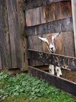 Hircus: Domestic Nubian dairy goat
