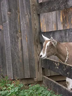 Hircus: Domestic Nubian dairy goat