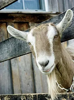 Hircus: Domestic Nubian dairy goat