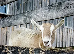 Hircus: Domestic Nubian dairy goat