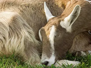 Hircus: Domestic Nubian dairy goat