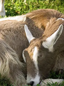 Hircus: Domestic Nubian dairy goat