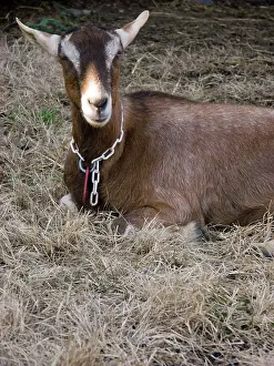 Hircus: Domestic Nubian dairy goat