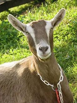 Hircus: Domestic Nubian dairy goat