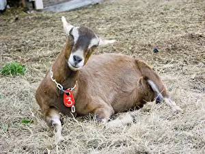 Hircus: Domestic Nubian dairy goat
