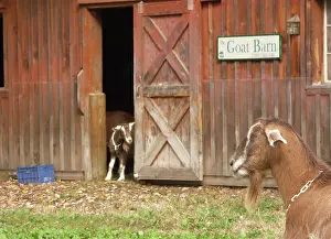 Hircus: Domestic Nubian dairy goat