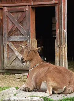 Hircus: Domestic Nubian dairy goat