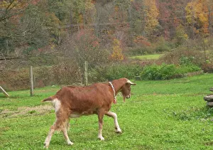 Hircus: Domestic Nubian dairy goat