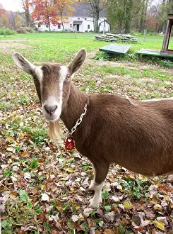 Hircus: Domestic Nubian dairy goat