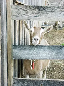 Hircus: Domestic Nubian dairy goat