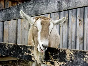 Hircus: Domestic Nubian dairy goat