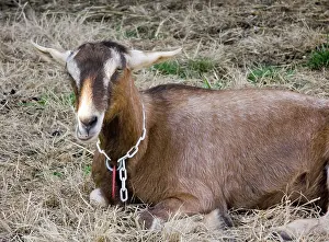Hircus: Domestic Nubian dairy goat