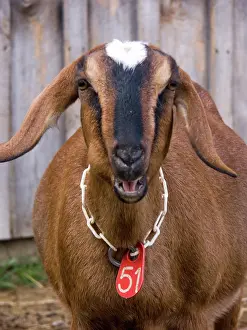 Hircus: Domestic Nubian dairy goat
