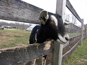 Hircus: Domestic Nubian dairy goat
