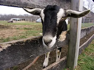 Hircus: Domestic Nubian dairy goat