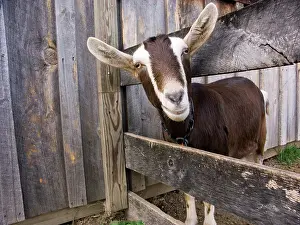 Hircus: Domestic Nubian dairy goat