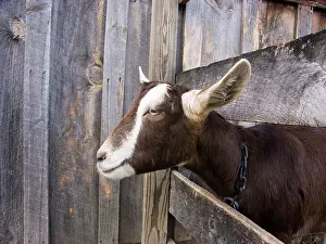 Hircus: Domestic Nubian dairy goat