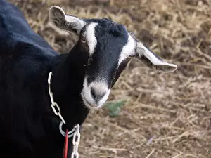 Hircus: Domestic Nubian dairy goat