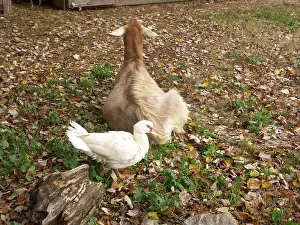 Hircus: Domestic Nubian dairy goat and duck