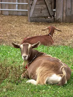 Hircus: Domestic Nubian dairy goats