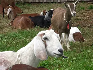 Hircus: Domestic Nubian dairy goats