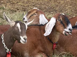 Hircus: Domestic Nubian dairy goats