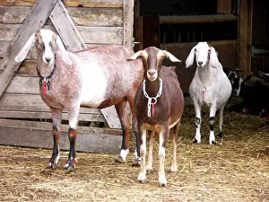 Hircus: Domestic Nubian dairy goats