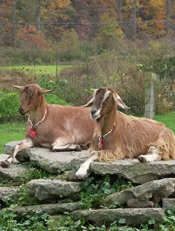 Hircus: Domestic Nubian dairy goats