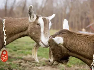 Hircus: Domestic Nubian dairy goats