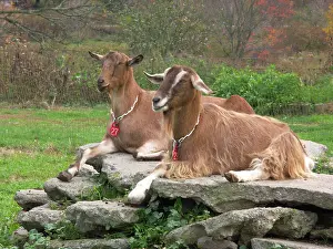 Hircus: Domestic Nubian dairy goats