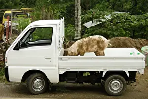 Truck: Domestic Pig